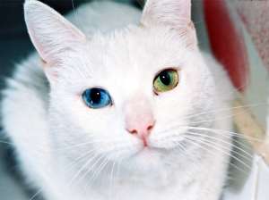 Gata blanca con ojos de distinto color